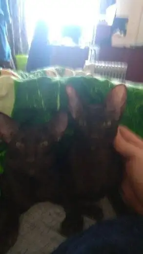 Пропал ориентальный кот Майкл в Симферопольском районе - Кошки (Животные) в Симферополь