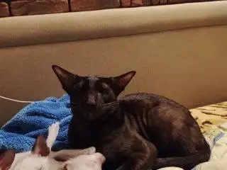 Пропал ориентальный кот Майкл в Симферопольском районе - Кошки (Животные) в Симферополь