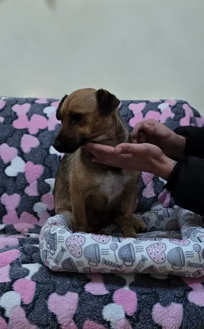 Пропала собака Ладушка в Симферополе - Пропажа животных в Симферополь