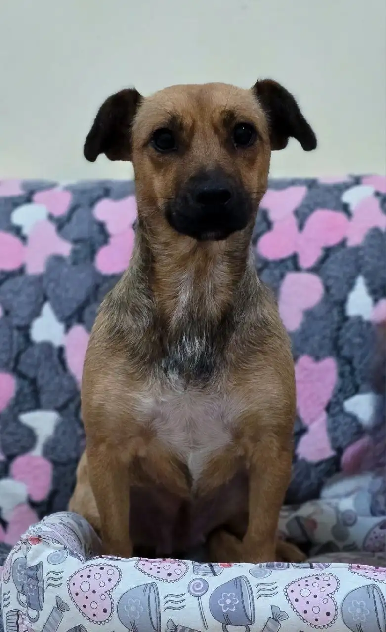 Пропала собака Ладушка в Симферополе - Потерянные/найденные животные (Животные) в Симферополь