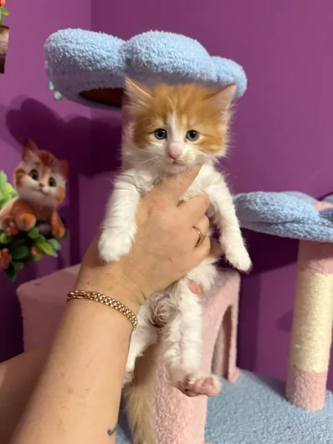 Бронирование котят для дома в Симферополе - Пропажа животных в Симферополь