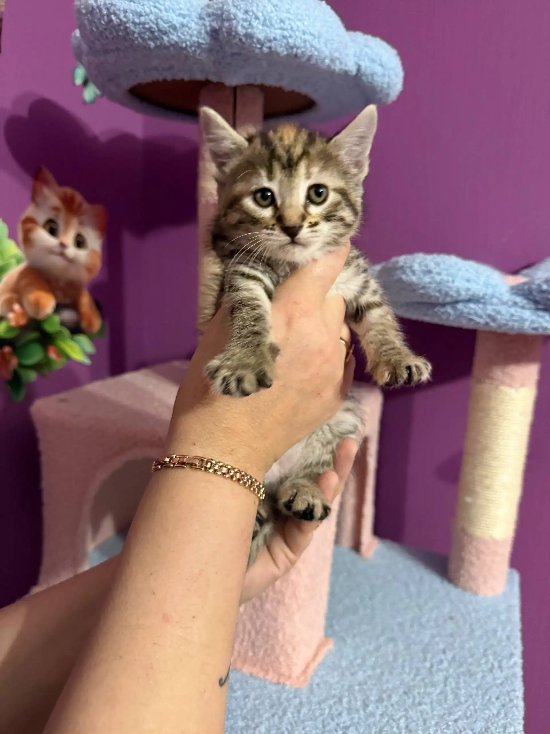 Бронирование котят для дома в Симферополе - Кошки (Животные) в Симферополь