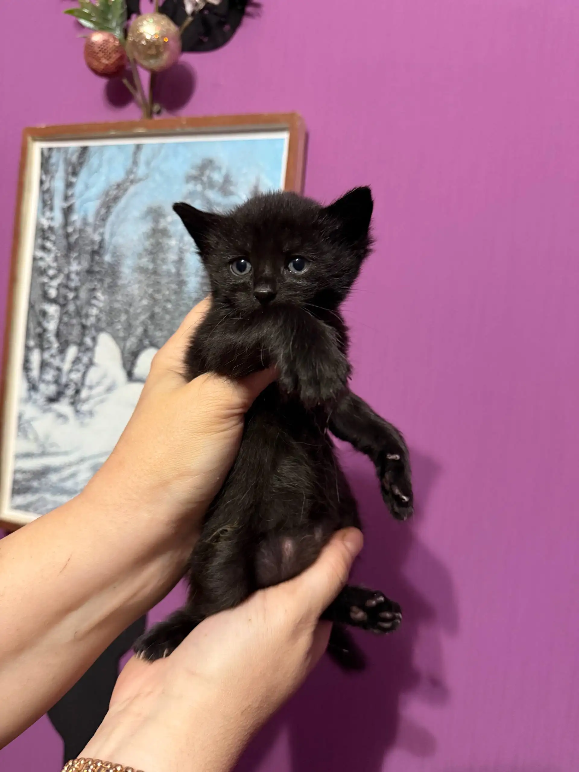 Бронирование котят для дома в Симферополе - Кошки (Животные) в Симферополь