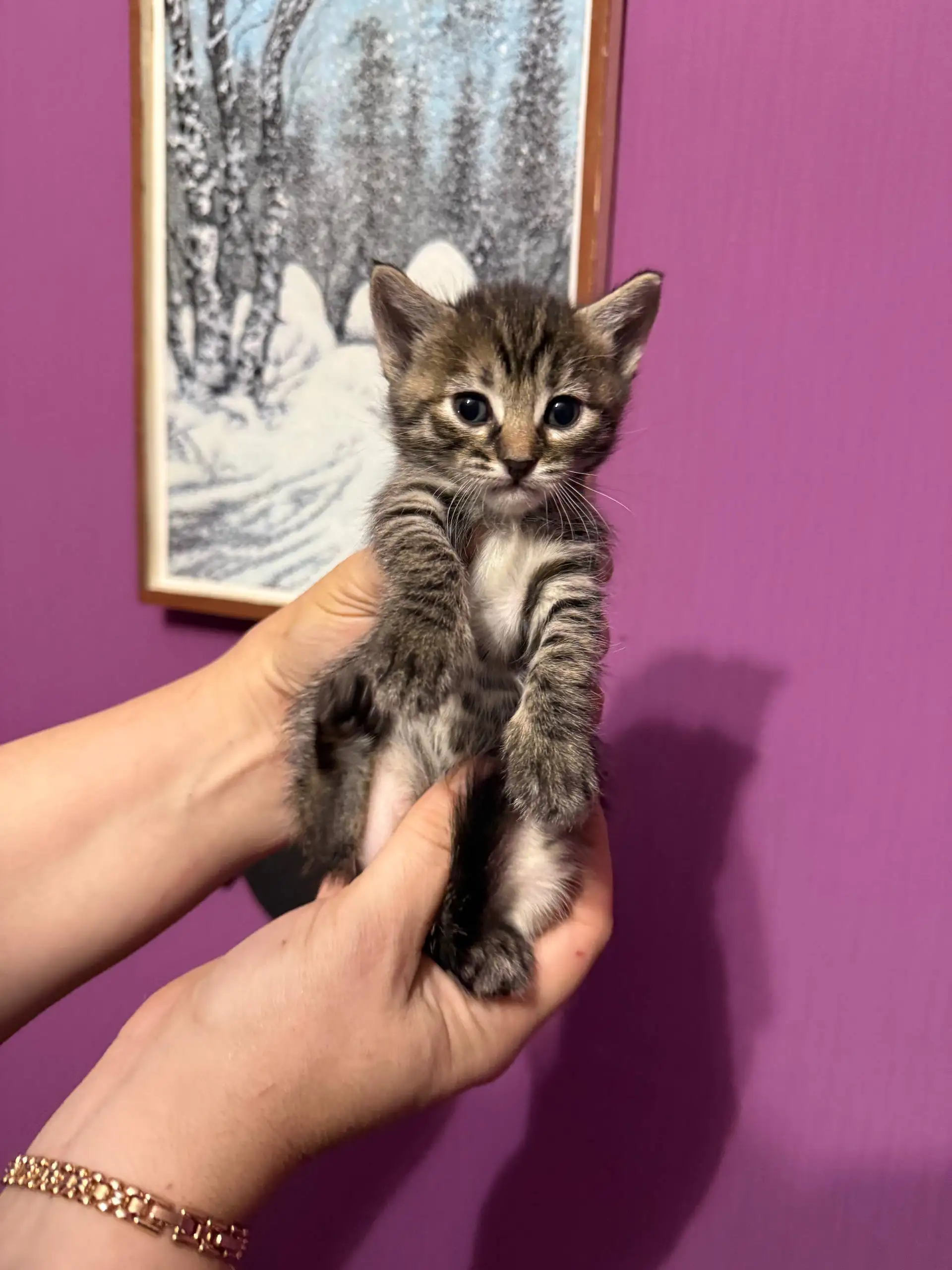 Бронирование котят для дома в Симферополе - Кошки (Животные) в Симферополь