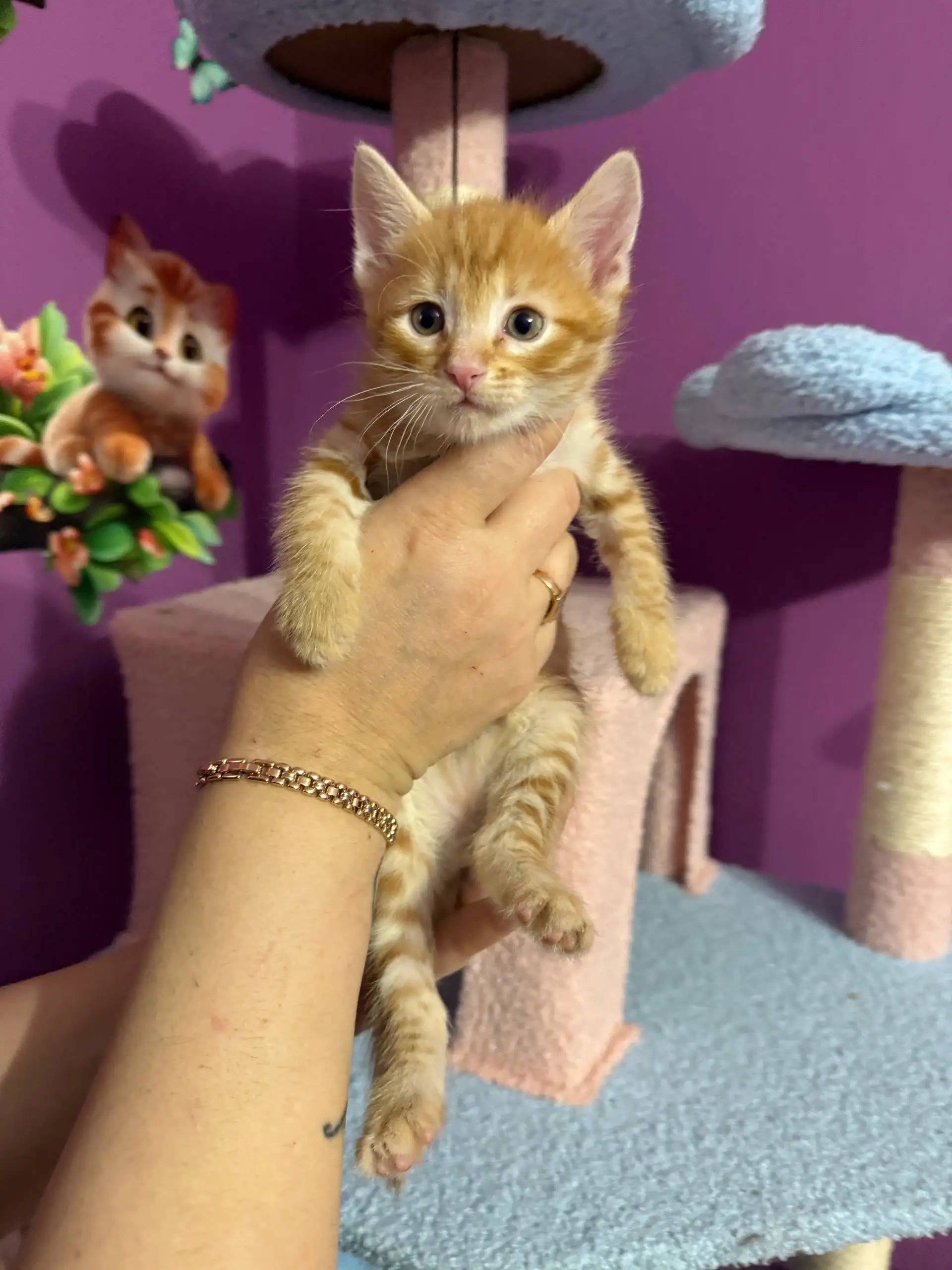 Бронирование котят для дома в Симферополе - Кошки (Животные) в Симферополь