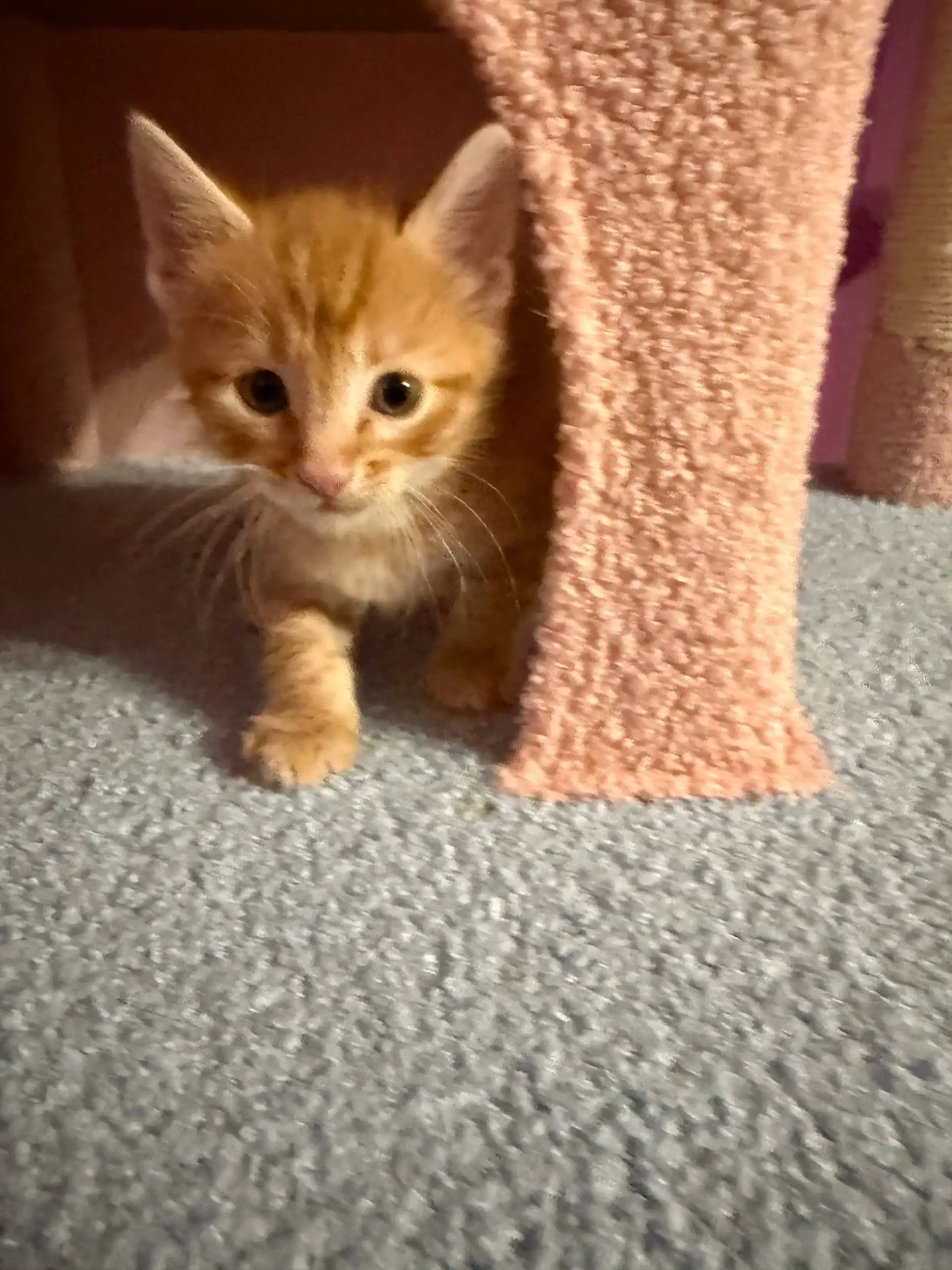 Бронирование котят для дома в Симферополе - Кошки (Животные) в Симферополь