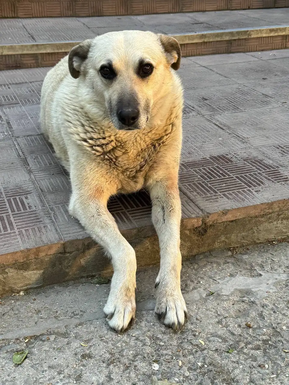 Пропала собака Люся в Симферополе - Пропажа животных (Животные) в Симферополь