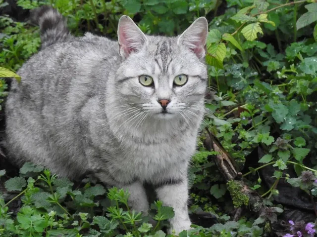 Пропал кот в Симферополе на ул. Семашко - Пропажа животных в Симферополь