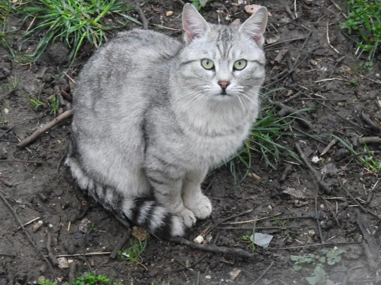 Пропал кот в Симферополе на ул. Семашко - Животные в Симферополь
