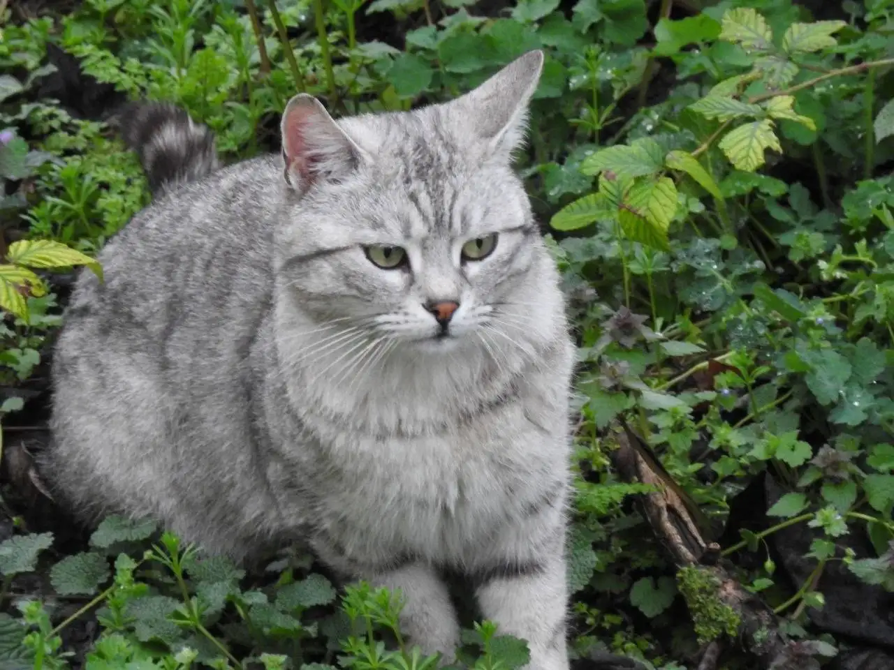 Пропал кот в Симферополе на ул. Семашко - Животные в Симферополь