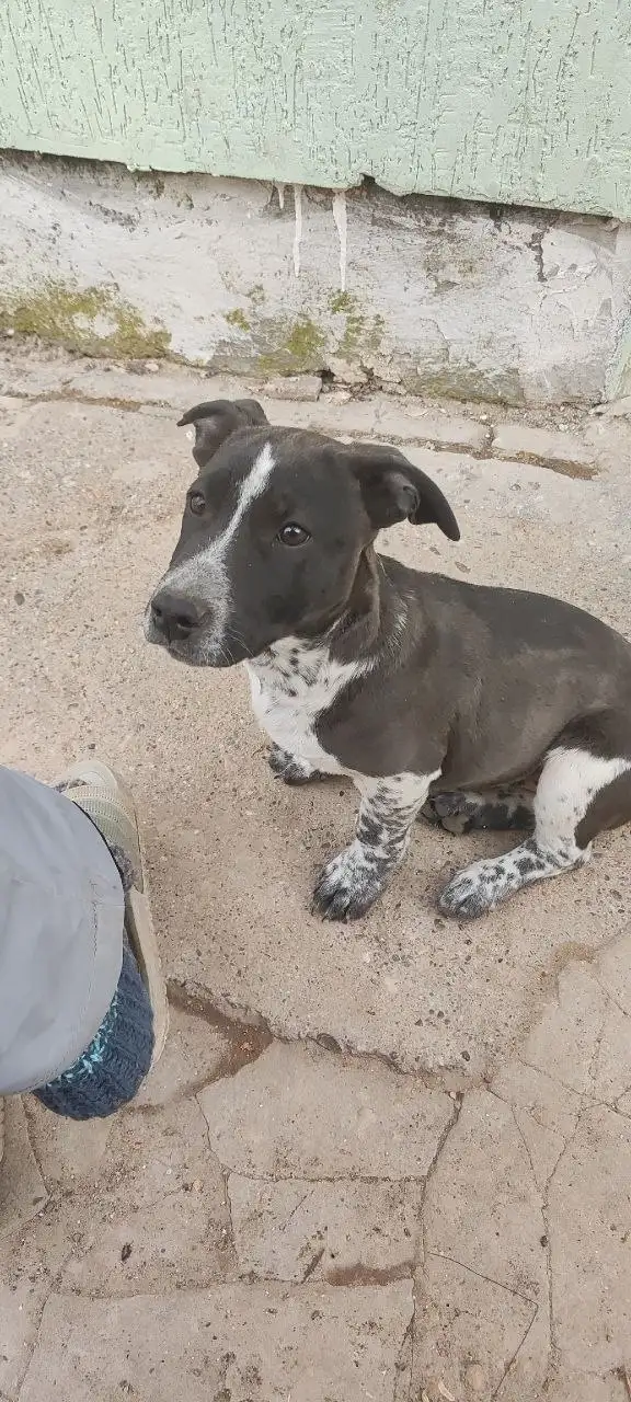 Помогите пристроить щенка помесь стафа 3-4 месяца - Собаки (Животные) в Симферополь