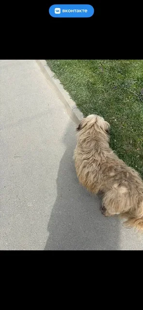 Поиск потерянной собаки в районе автовокзала - Поиск/пропажа в Симферополь