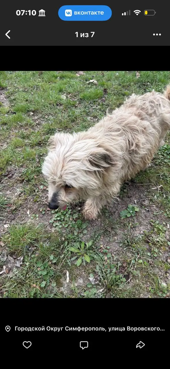 Поиск потерянной собаки в районе автовокзала - Поиск/Пропажа (Животные) в Симферополь