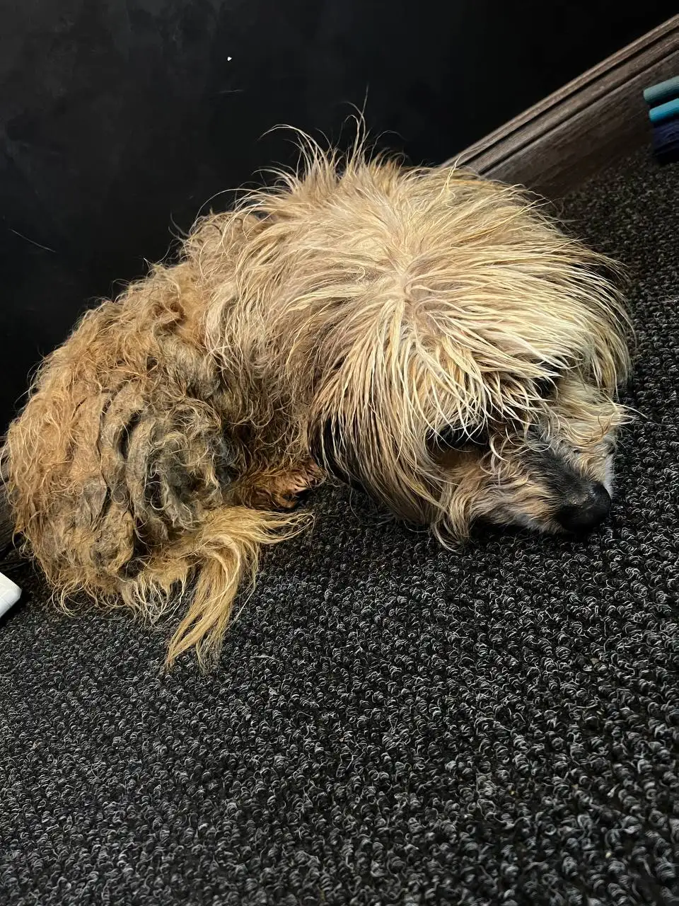 Поиск потерянной собаки в районе автовокзала - Поиск/Пропажа (Животные) в Симферополь