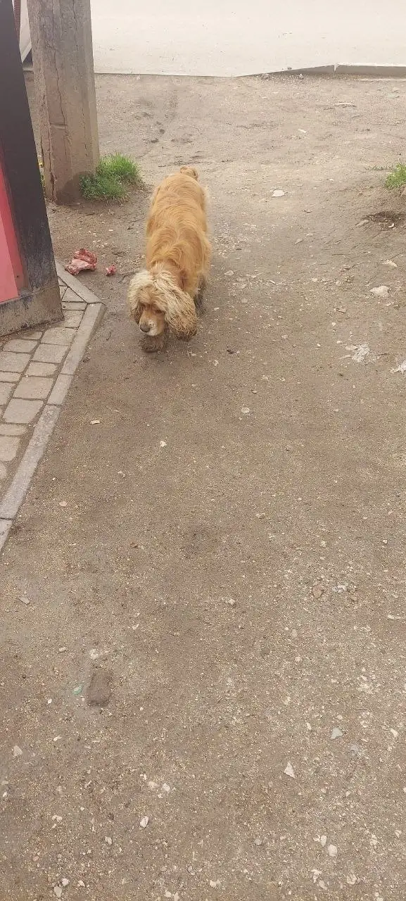 Потерявшаяся собака в районе Героев Сталинграда - Собаки (Животные) в Симферополь