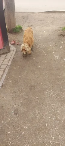 Потерявшаяся собака в районе Героев Сталинграда - Поиск/пропажа в Симферополь