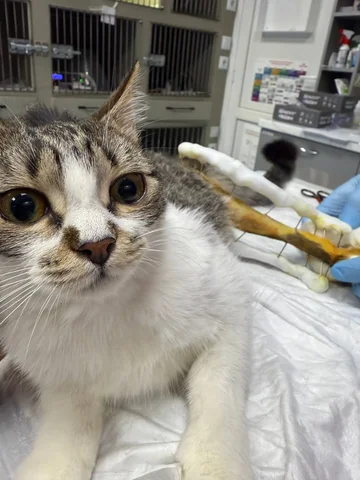 Обращение о помощи для животного Стешуни - частное объявление в Симферополь