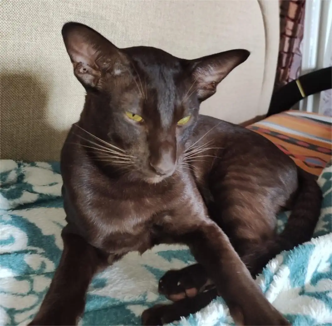 Пропал ориентальный кот Майкл в Симферопольском районе - Кошки (Животные) в Симферополь