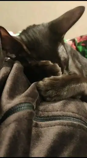 Пропал ориентальный кот Майкл в Симферопольском районе - Кошки (Животные) в Симферополь