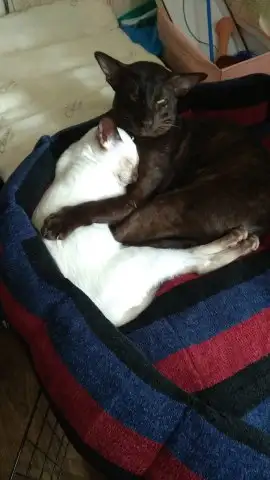 Пропал ориентальный кот Майкл в Симферопольском районе - Кошки (Животные) в Симферополь