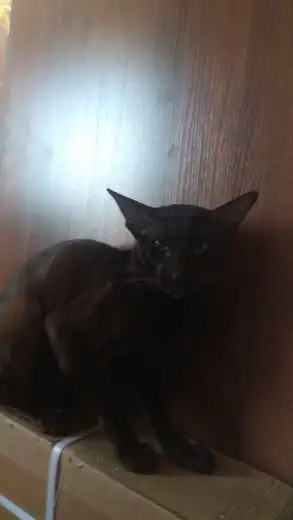 Пропал ориентальный кот Майкл в Симферопольском районе - Кошки (Животные) в Симферополь