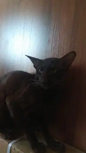 Пропал ориентальный кот Майкл в Симферопольском районе - Кошки (Животные) в Симферополь