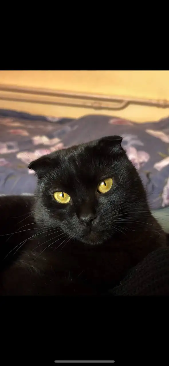 Пропал кот Майк в районе жд вокзала Симферополя - Животные в Симферополь