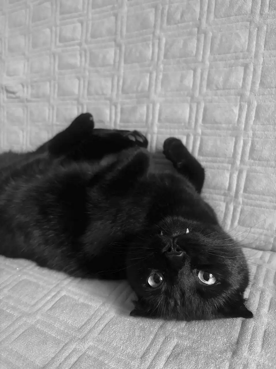 Пропал кот Майк в районе жд вокзала Симферополя - Животные в Симферополь