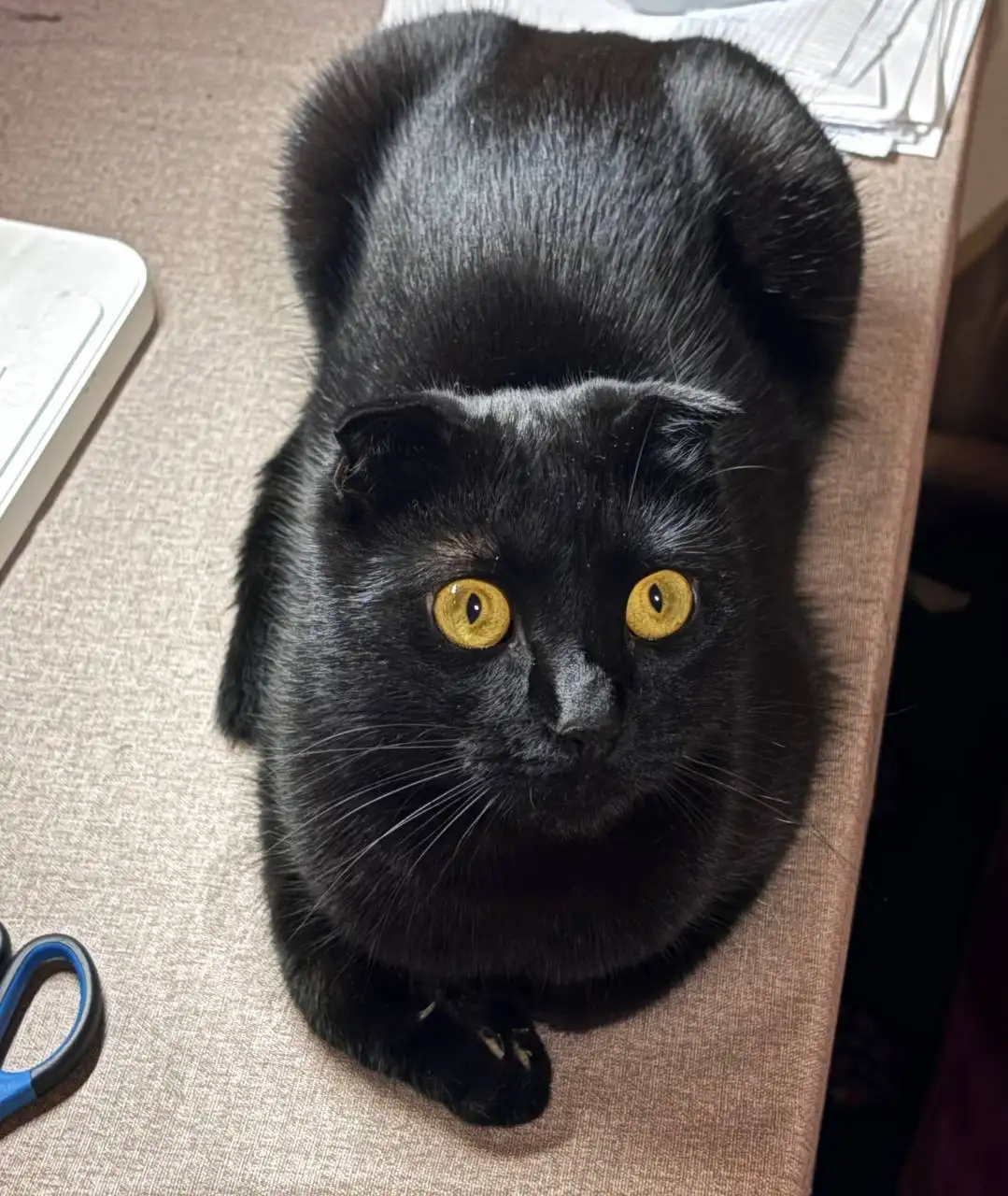 Пропал кот Майк в районе жд вокзала Симферополя - Животные в Симферополь