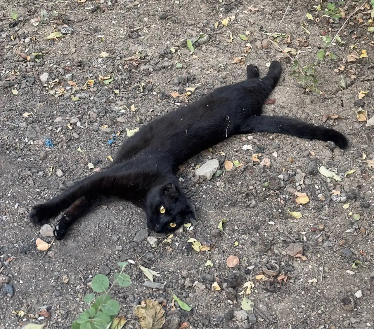 Пропал кот Майк в районе жд вокзала Симферополя - Животные в Симферополь