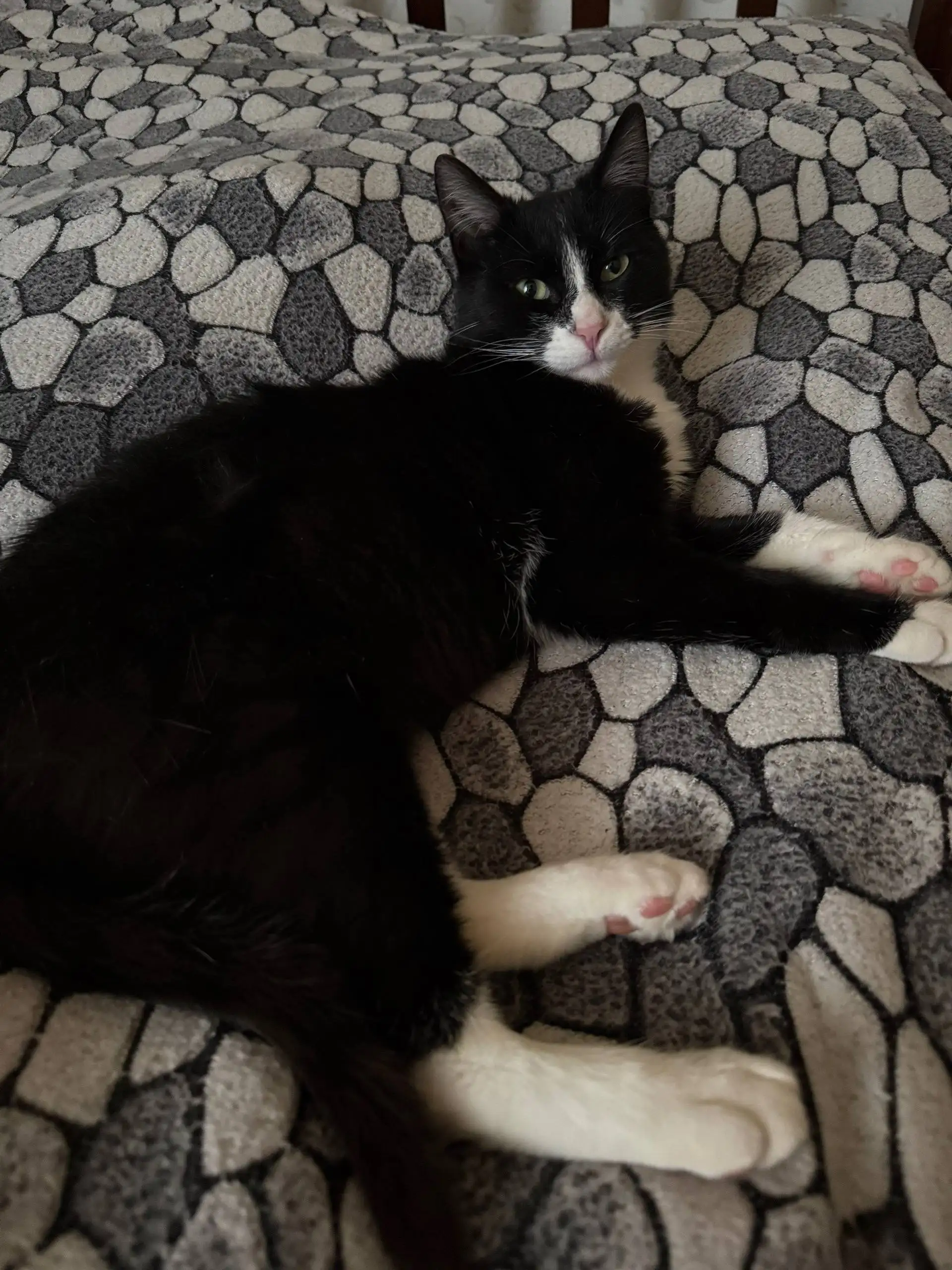 Кот Смоки ищет дом в Симферополе - Кошки (Животные) в Симферополь