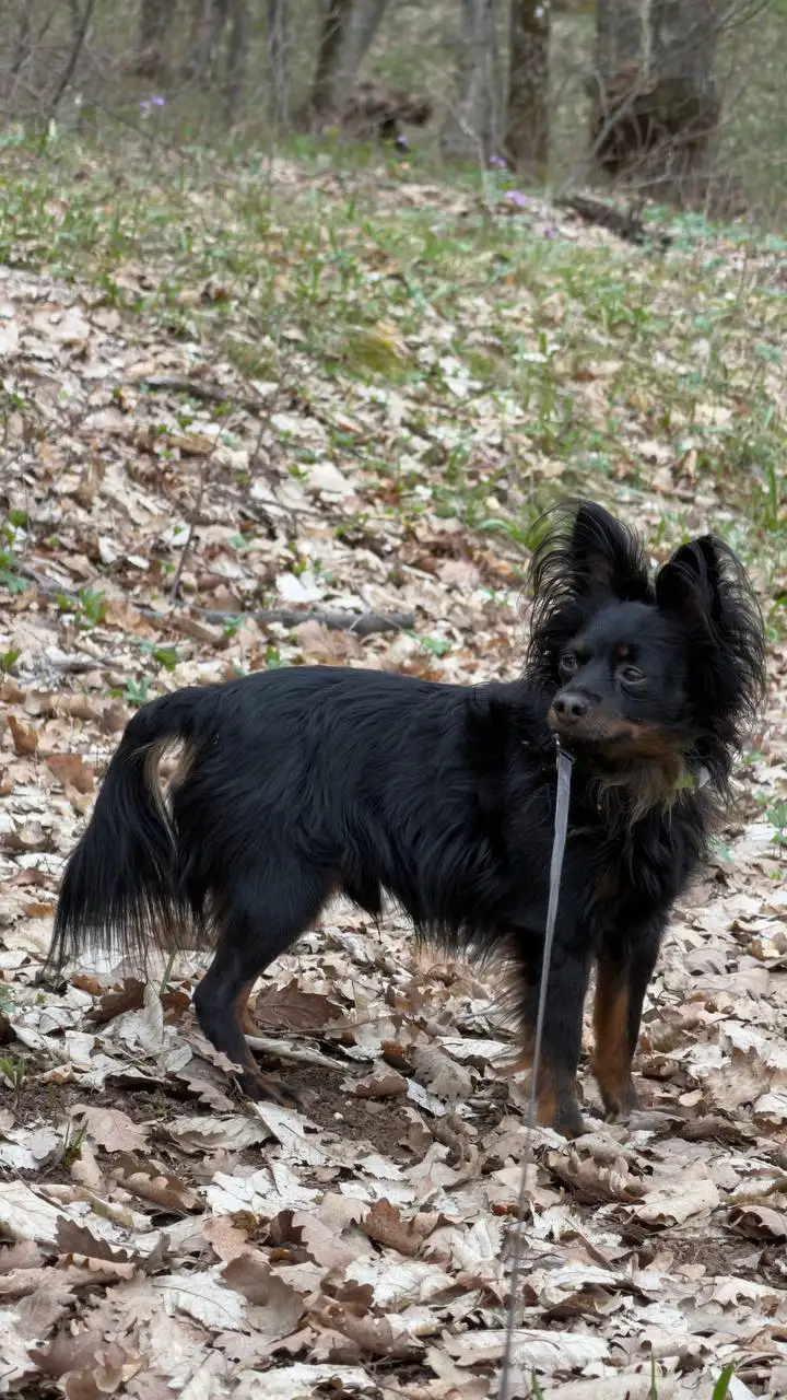 Пропала собака Джонни в Пионерском-4 - Потерянные животные (Животные) в Симферополь