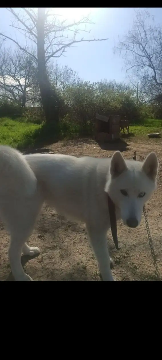 Потерялась собака с разными глазами в Симферополе - Собаки (Животные) в Симферополь