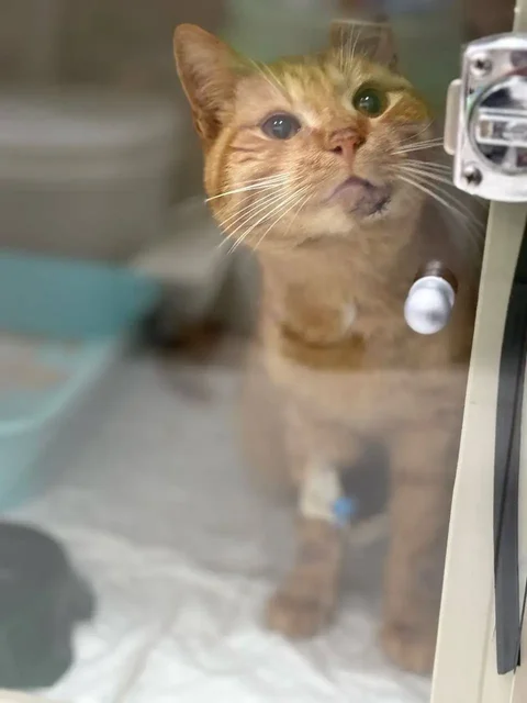 Кот Чижик ищет дом после ДТП - Приюты и волонтёрство в Симферополь