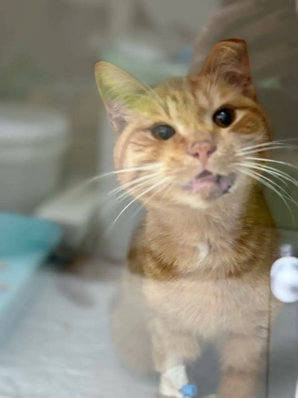 Кот Чижик ищет дом после ДТП - Кошки (Животные) в Симферополь