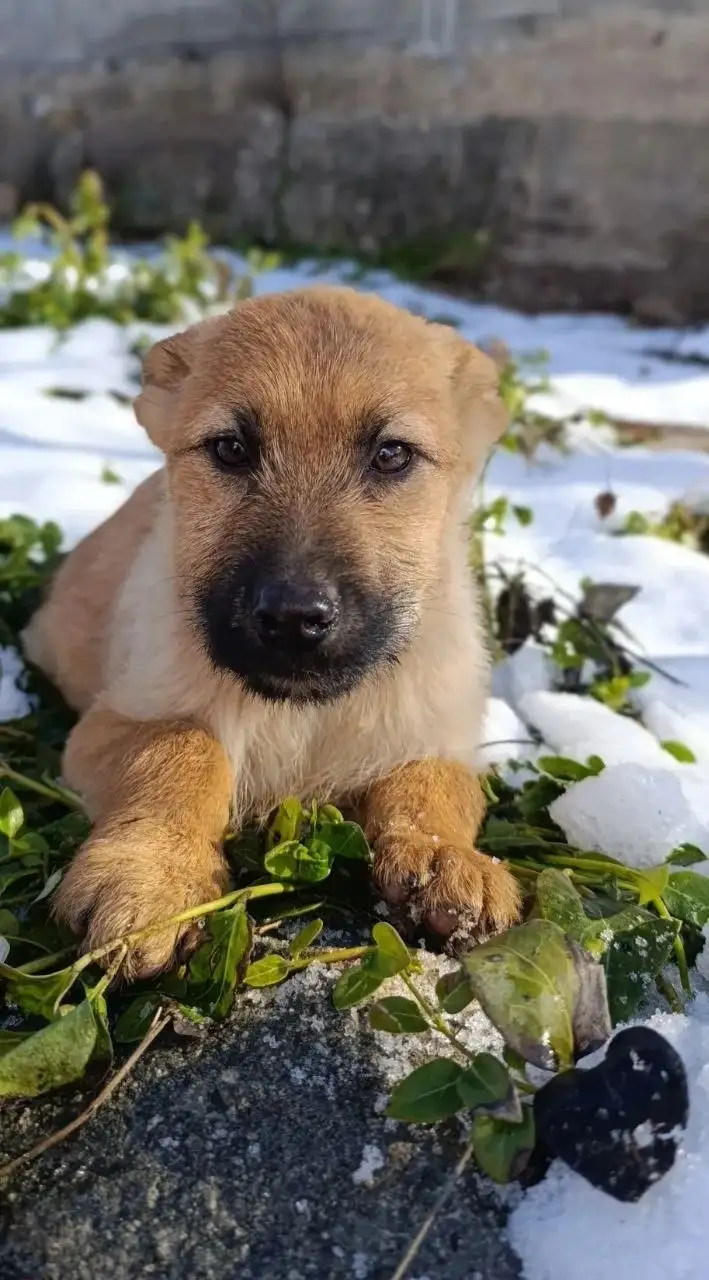 Щенок Злата ищет семью - Собаки (Животные) в Симферополь