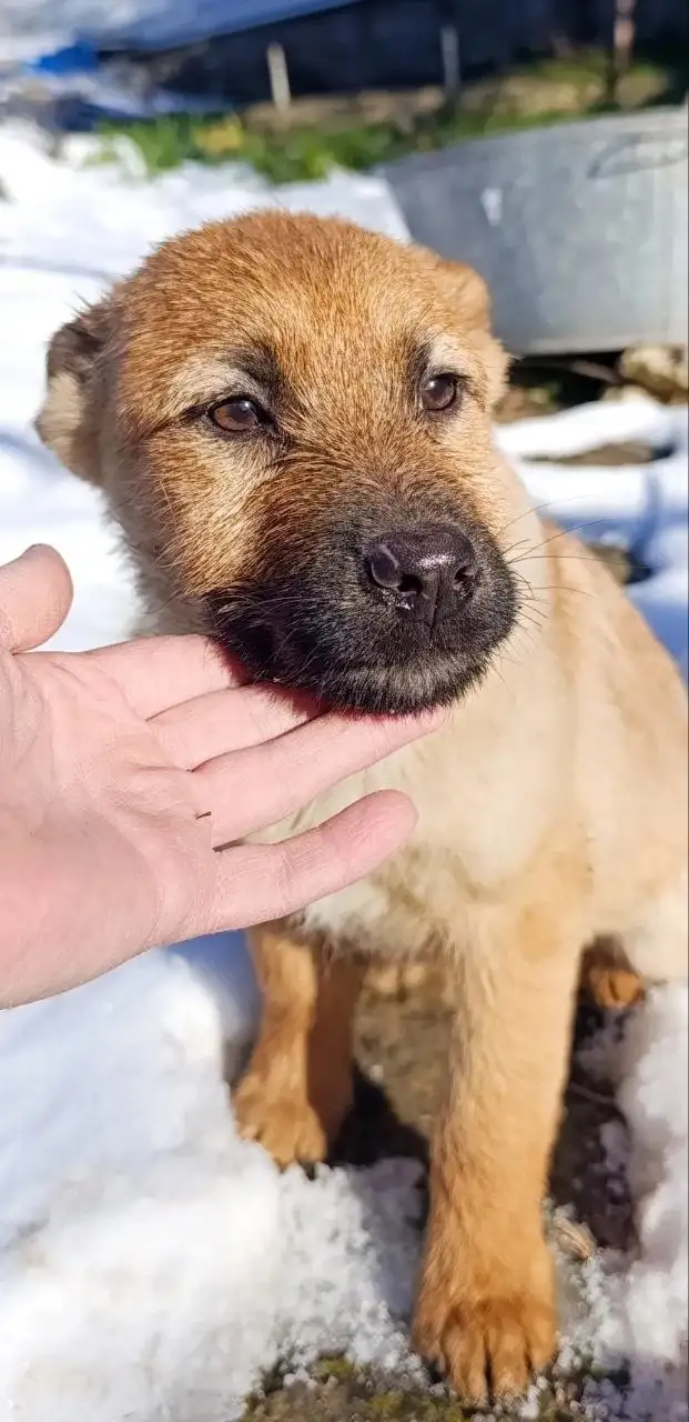 Щенок Злата ищет семью - Собаки (Животные) в Симферополь