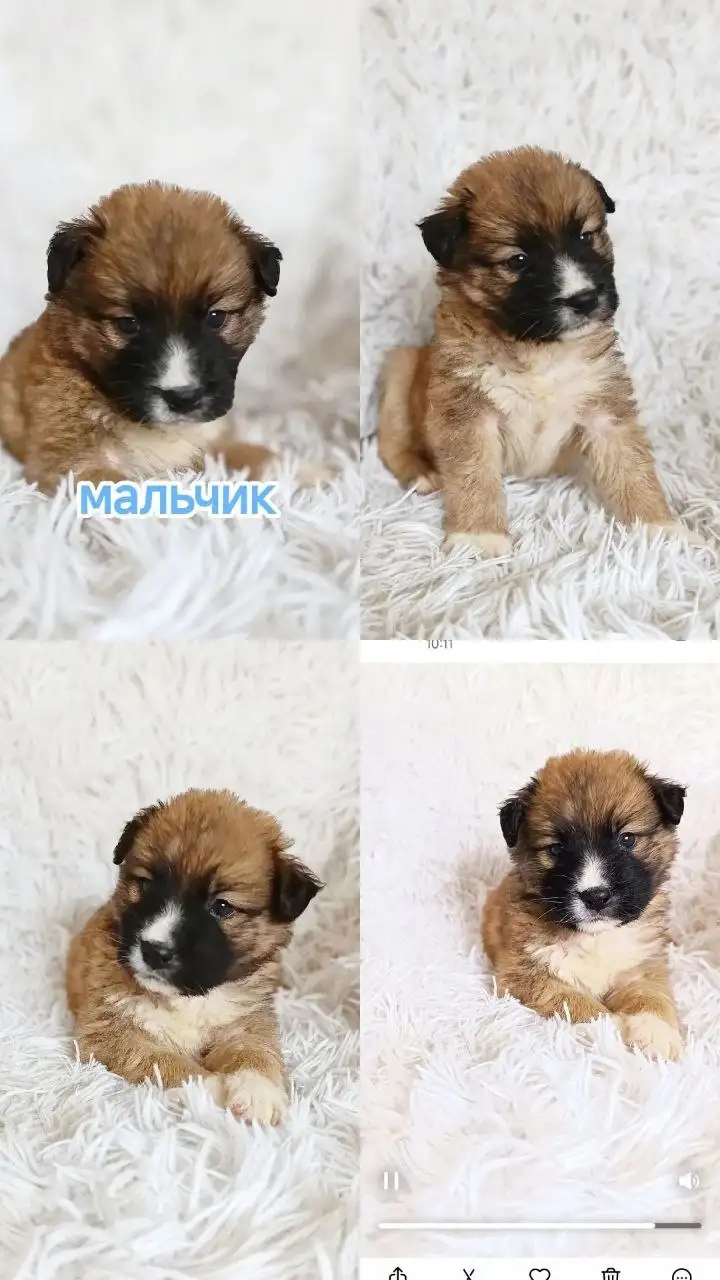 Ищут дом маленькие сердца - бронь на малышей - Грызуны в Симферополь