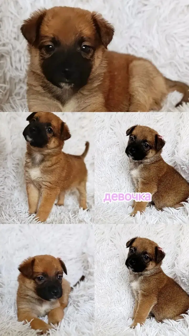 Ищут дом маленькие сердца - бронь на малышей - Животные в Симферополь