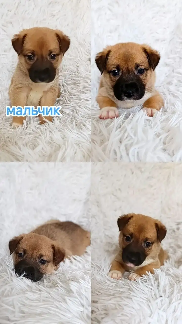 Ищут дом маленькие сердца - бронь на малышей - Животные в Симферополь