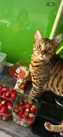 Убежал кот Бенгал в Симферополе - Грызуны в Симферополь