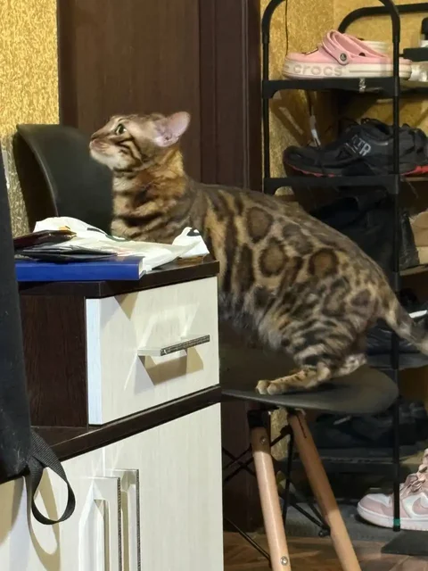 Найден кот породы Бенгал в Симферополе - Грызуны в Симферополь