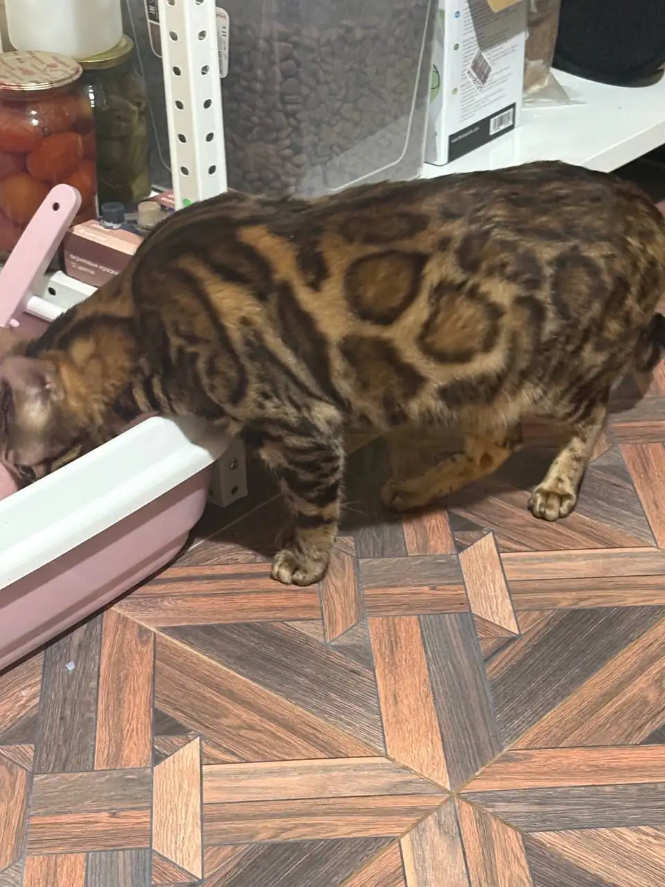 Найден кот породы Бенгал в Симферополе - Кошки (Животные) в Симферополь