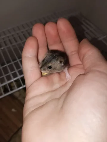 Продажа джунгарского хомяка - Грызуны в Симферополь