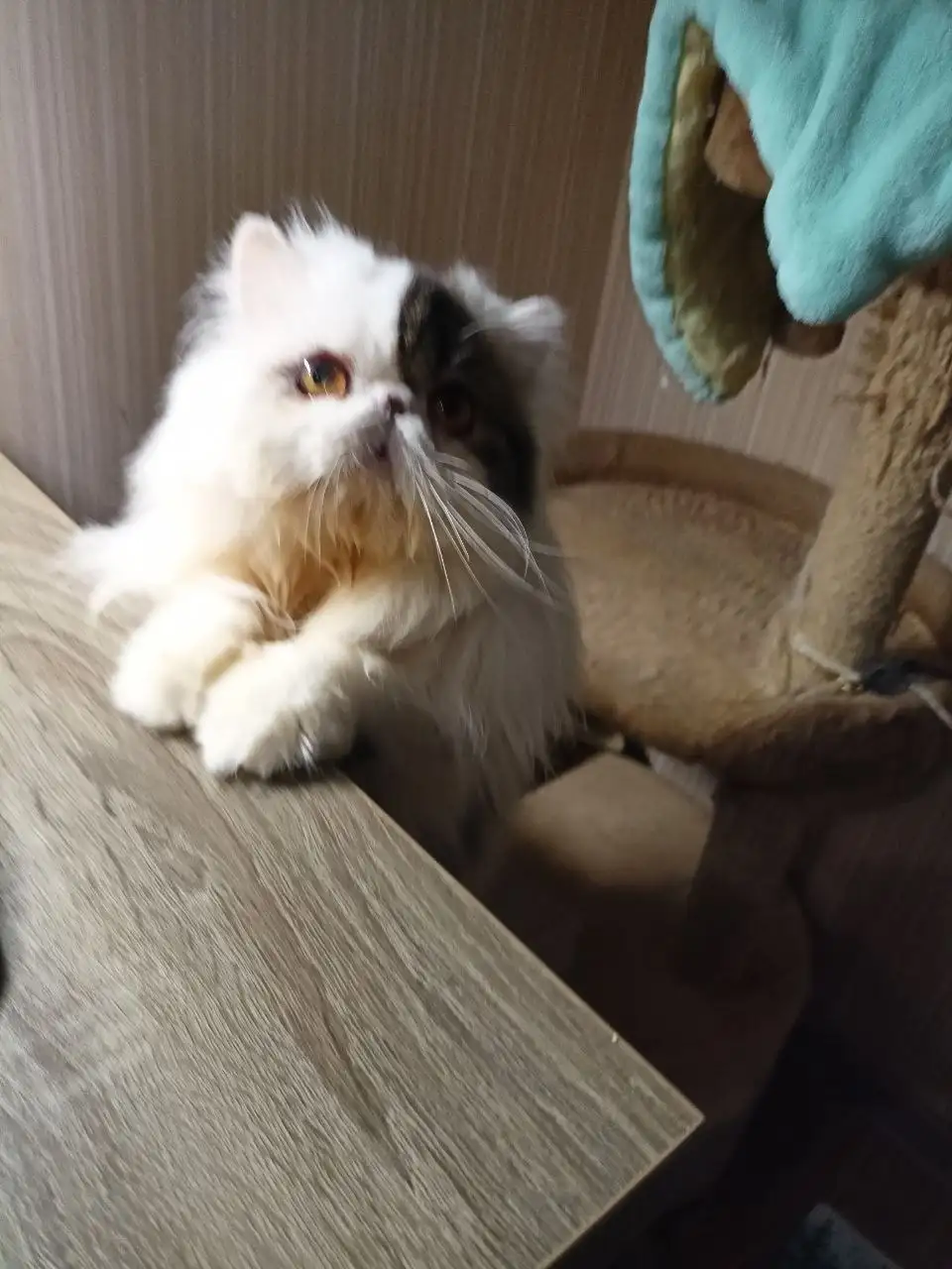 Срочно пристраивается кот 2 года с аллергией - Кошки (Животные) в Симферополь