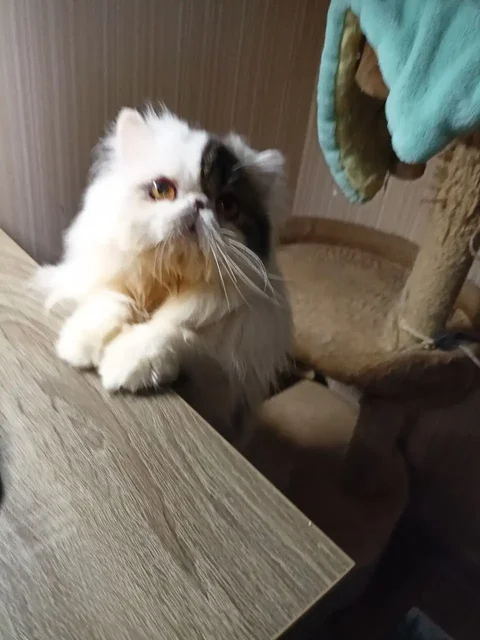 Срочно пристраивается кот 2 года с аллергией - частное объявление в Симферополь