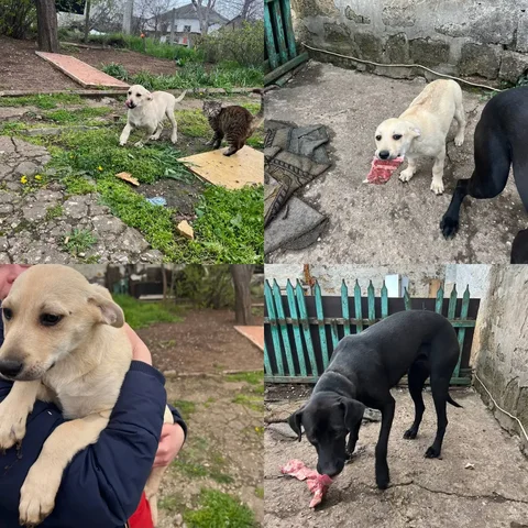 Срочно ищем дом для щенка в Симферополе - частное объявление в Симферополь