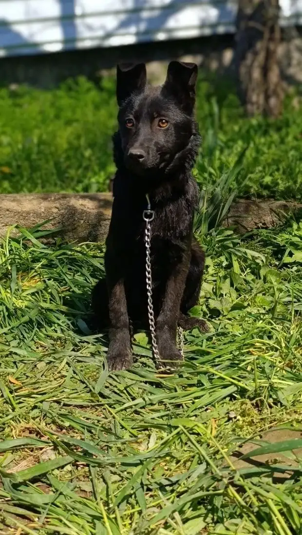 Щенки в поиске дома - Собаки (Животные) в Симферополь