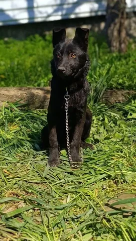 Щенки в поиске дома - частное объявление в Симферополь