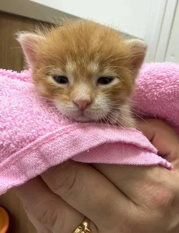 Поиск лекарства Амоксиклав в Симферополе - частное объявление в Симферополь